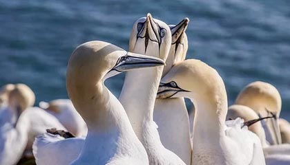 九游app下载中心-希腊男篮在欧洲锦标赛中再次夺冠，展现强大统治力，希腊男篮进奥运了吗