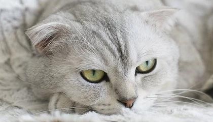 九游app下载中心-希腊男篮在欧洲锦标赛中再次夺冠，展现强大统治力，希腊男篮进奥运了吗